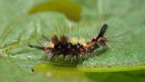 Orgyia antiqua